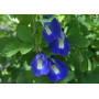 Синій чай Анчан 100 грам Blue Tea Anchan
